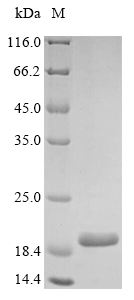 CSB-YP011613HU