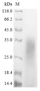 CSB-YP013551MO SDS