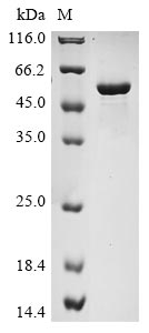 CSB-YP015422MOb0