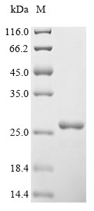 CSB-YP025833HU