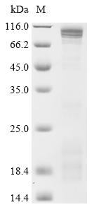 CSB-YP524921HU