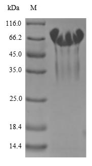 CSB-YP618776HU