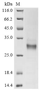 CSB-YP865107HU2