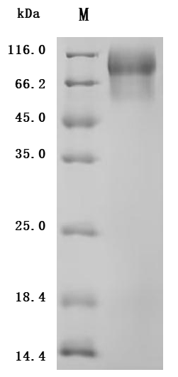 CSB-YP887973HU