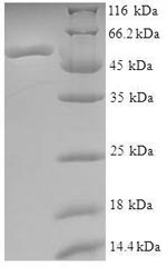 CSB-EP002218HU SDS