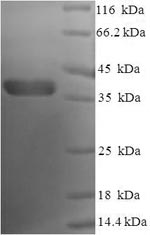 CSB-EP002613HU