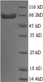 CSB-EP012895HU SDS