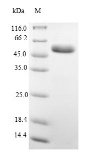 CSB-EP021053RA