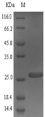 CSB-EP022612MO SDS