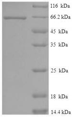 CSB-EP624036HU