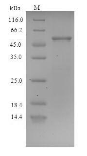 CSB-EP692021FLB SDS-PAGE