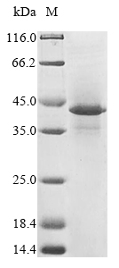 CSB-MP010509HU-SDS