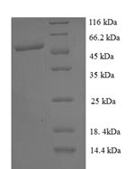 CSB-RP054454h SDS