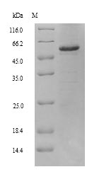 CSB-YP001566HU