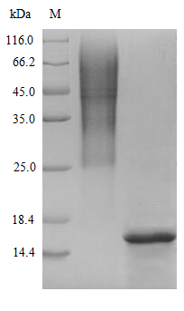 CSB-YP009514HU SDS-PAGE