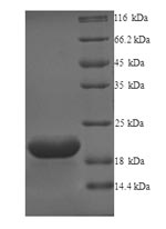 CSB-YP009829HU