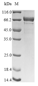 CSB-YP015535HU-SDS