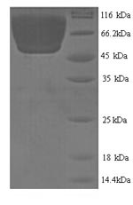 CSB-YP338557MO-SDS