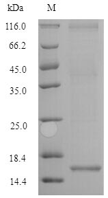 CSB-YP623829HU