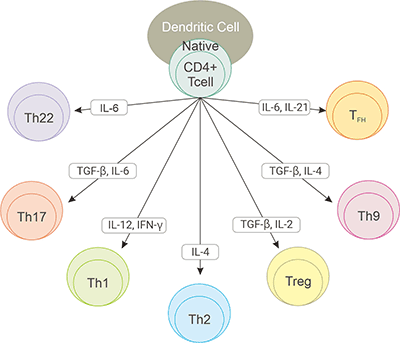 CD4+细胞的亚型