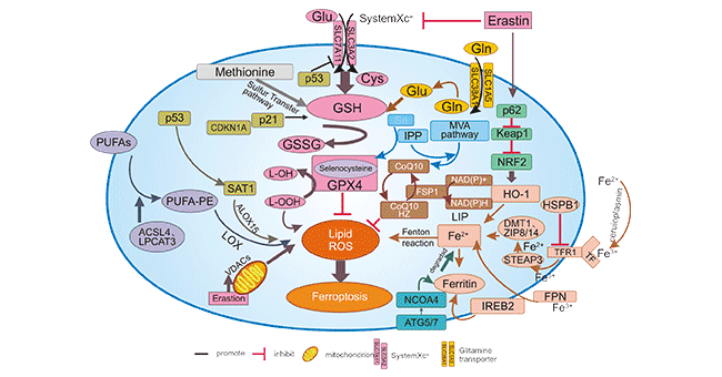 The diagram of Regulatory pathways of ferroptosis