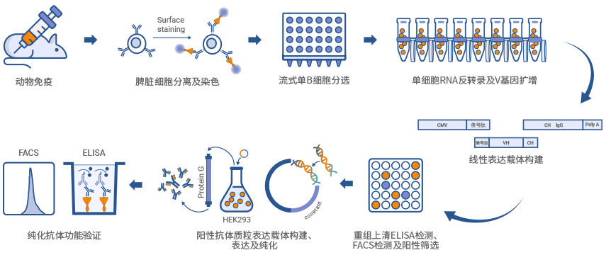 鼠单B细胞抗体制备流程