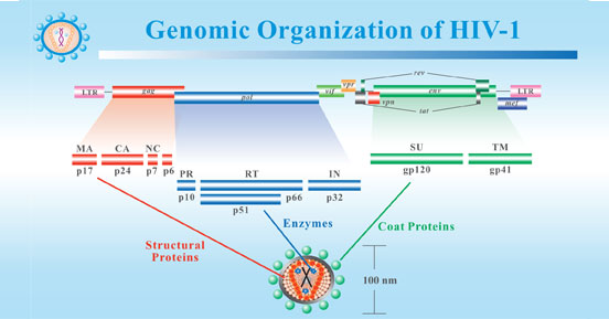HIV-1的基因组组织