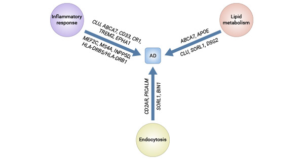 阿尔茨海默病(AD)中涉及的主要通路和相关基因