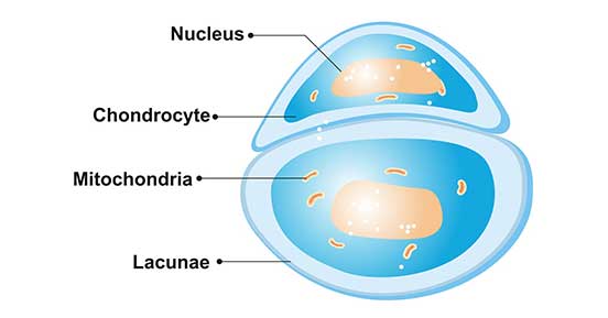 软骨细胞的结构