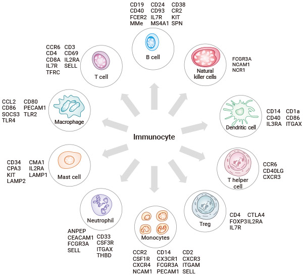 免疫细胞的常见类型及其标志物