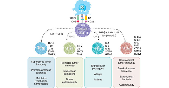 CD4+辅助细胞的主要亚群及其功能