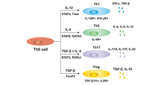 Th0细胞分化的细胞亚型