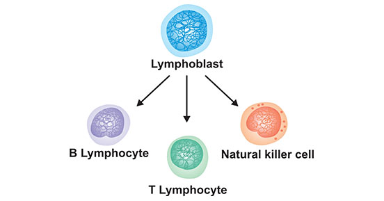 淋巴细胞的类型
