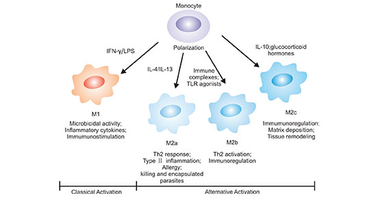 单核细胞可以分化为不同表型的巨噬细胞