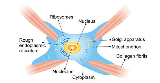 成纤维细胞的典型结构