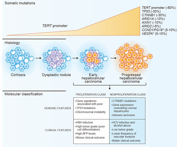 肝细胞癌的主要遗传学改变和分子分型