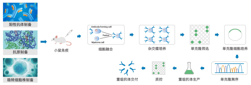 先导抗体分子发现服务流程