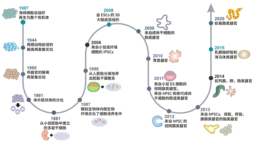 类器官发展时间线