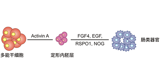 肠类器官建立过程