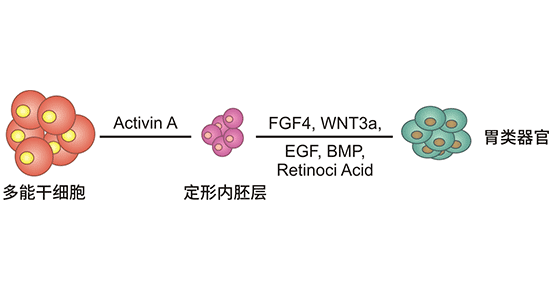 胃类器官建立过程