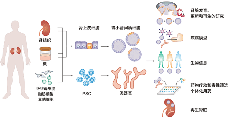 肾类器官的建立和应用