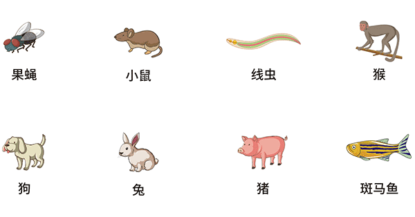 常见模式生物