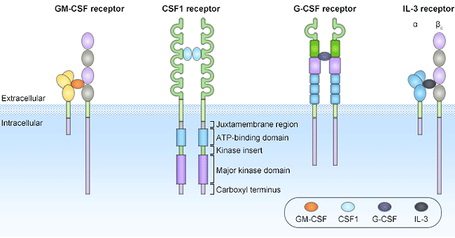 CSF受体结构