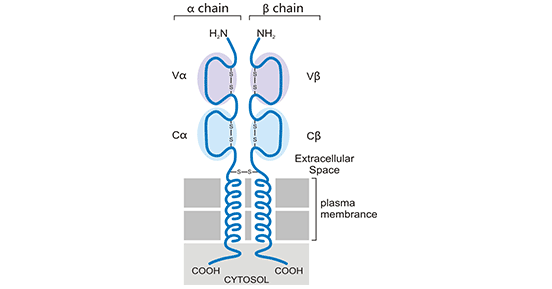 αβ链受体（TCR）结构示意图