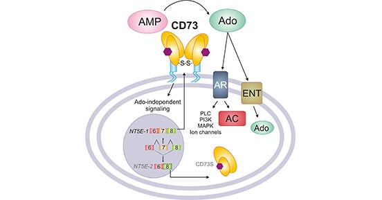 The function of CD73