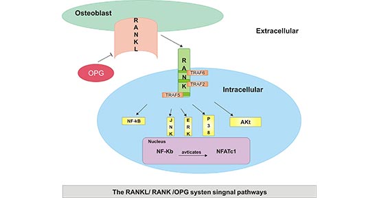 OPG/RANKL/RANK生物活性的作用机制