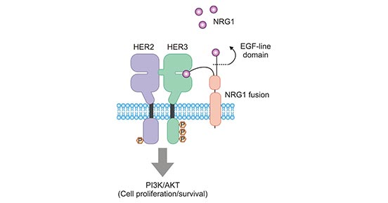 ERBB3/ERBB2（HER3/HER2）二聚体促进肿瘤细胞的生长和存活