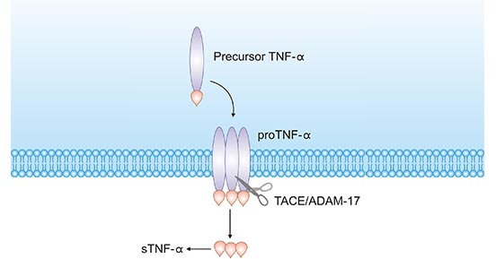 tmTNF-α转化为sTNF-α过程