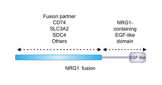 NRG1融合保留NRG1的EGF样结构域