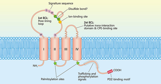 claudin-protein-2.jpg